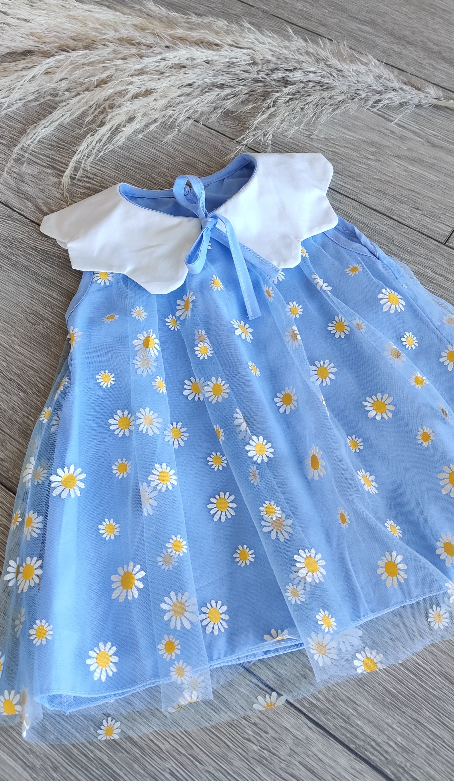 Little Blue Daisy